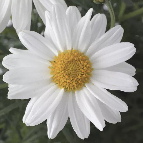 Yellow White Argyranthemum Flower Seeds for Planting – Heirloom Non-GMO, High Germination Organic Garden Seeds