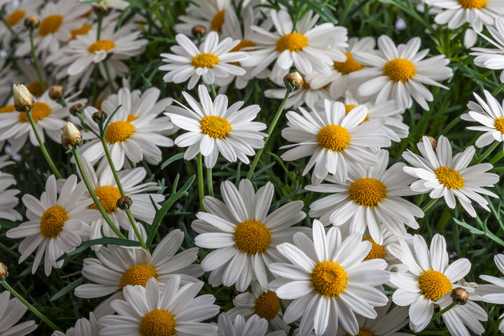 Yellow White Argyranthemum Flower Seeds for Planting – Heirloom Non-GMO, High Germination Organic Garden Seeds