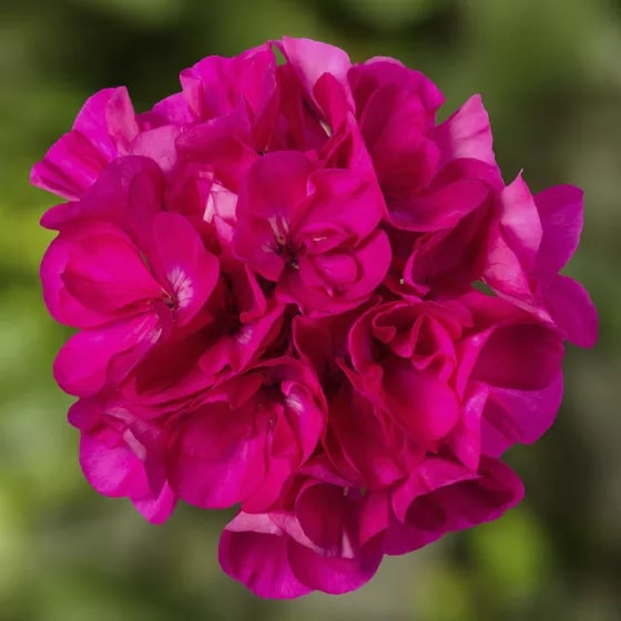 Dark Pink Geranium Pelargonium Flower Seeds for Planting – Heirloom, Non-GMO, Shade Tolerant, High Germination