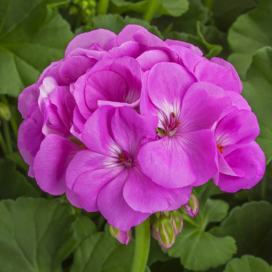 organic geranium seeds Geranium Violet Flower Seeds for Planting – Heirloom, Non-GMO, High Germination Organic Garden Seeds