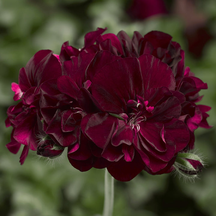Burgundy Univalve Geranium Flower Seeds for Planting – Compact Growth, Heirloom & Non-GMO Home Garden