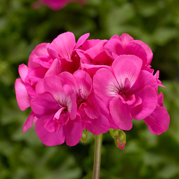 Pink Pelargonium Flower Seeds for Planting – Heirloom, Non-GMO, High Germination Garden Seeds