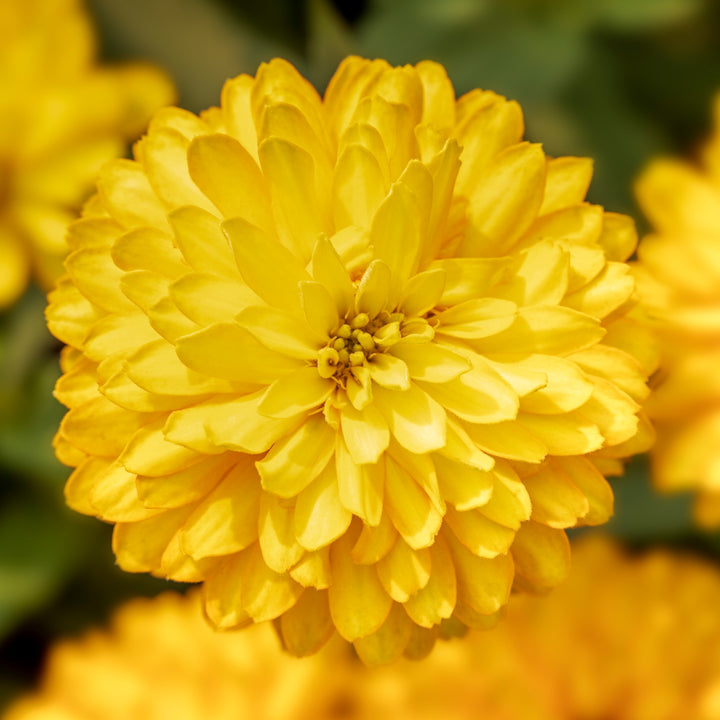 Dark Yellow Zinnia Flower seeds for Planting – Cut Flower Favorite, Heirloom &amp; GMO Free Seeds for Home Garden