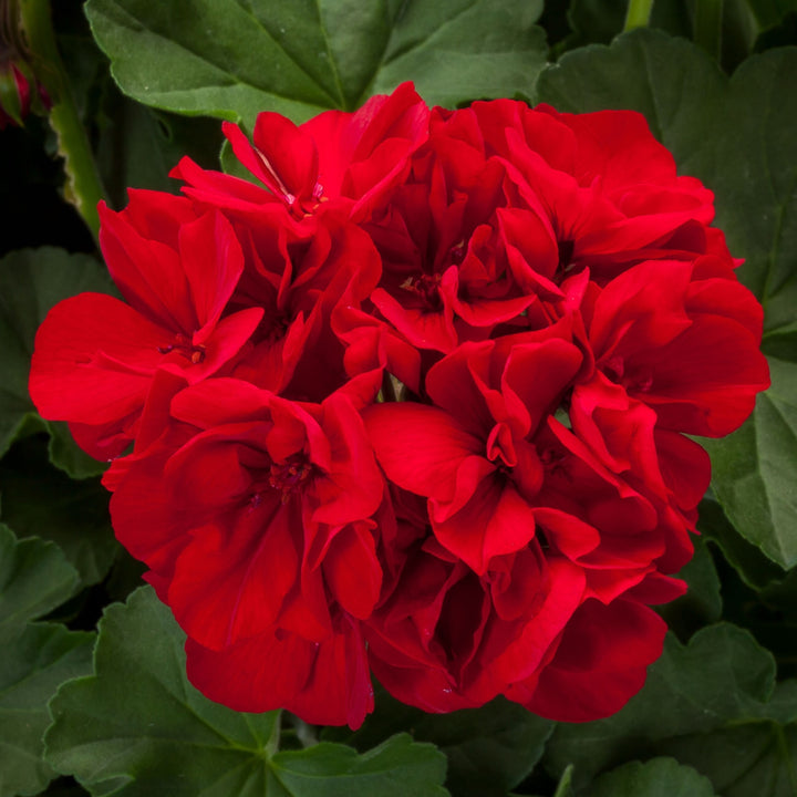 Geranium Deep Red Flower Seeds for Planting – Heirloom Non-GMO High Germination Organic Garden Seeds