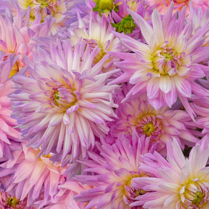 Flower Seeds, Seeds,Seeds For Planting,Plant Seeds