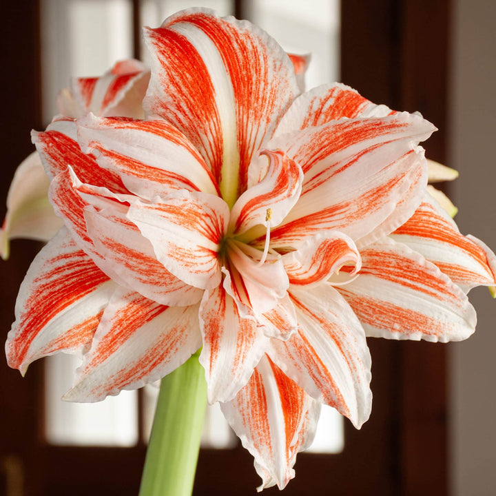 White Orange Amaryllis Barbados Seeds for Planting – Heirloom, Non-GMO, Long Bloom Organic Garden Seeds