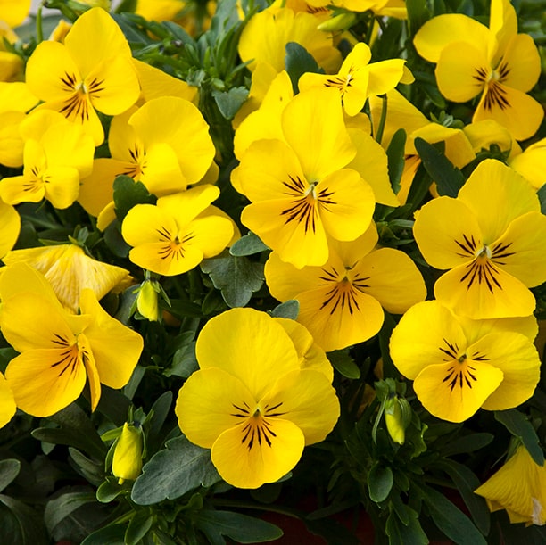 Yellow Pansy Flower Seeds for Planting – Heirloom, Non-GMO, High Germination Organic Garden Seeds
