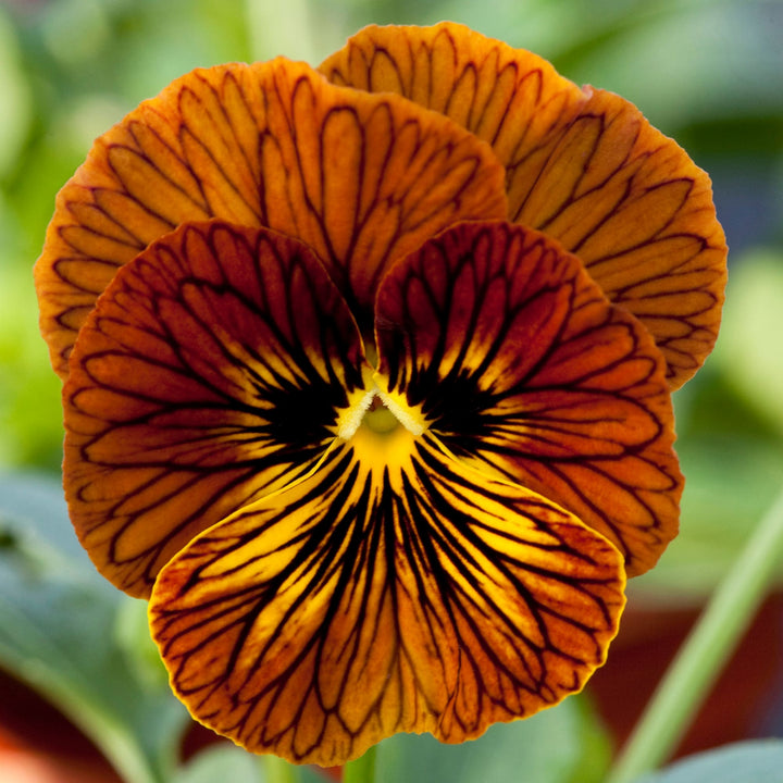 Tiger Eyed Red Pansy Flower Seeds – Heirloom Non-GMO Seeds for Planting, High Germination