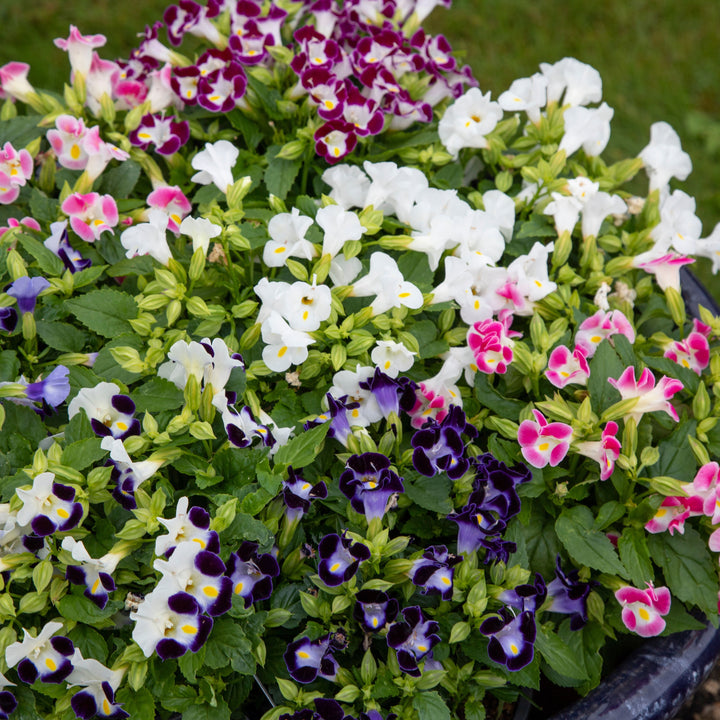 Mixed Torenia Flower Seeds for Planting – Heirloom Non-GMO, High Germination Organic Garden Seeds