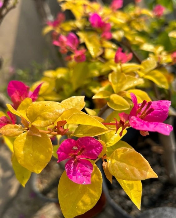 Pink Yellow Bougainvillea Flower Seeds for Planting – Colorful Display, Heirloom &amp; Non-GMO Garden Seeds