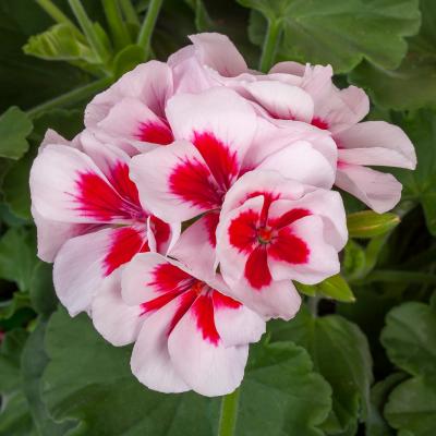 Geranium Pelargonium Seeds for Planting Red White – Heirloom, Non-GMO, High Germination Organic Garden Seeds