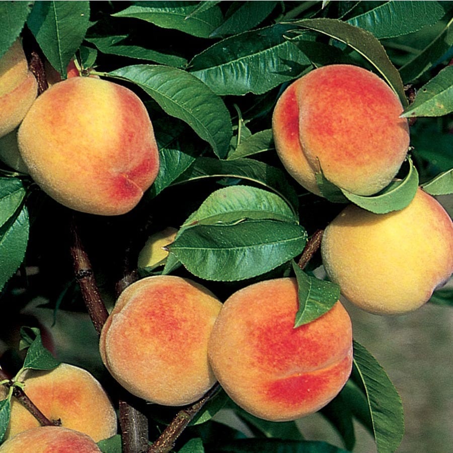 Babcock Peach Fruit Seeds for Planting – Heirloom, Non-GMO, Sweet Yellow-Red Orchard Tree Seeds