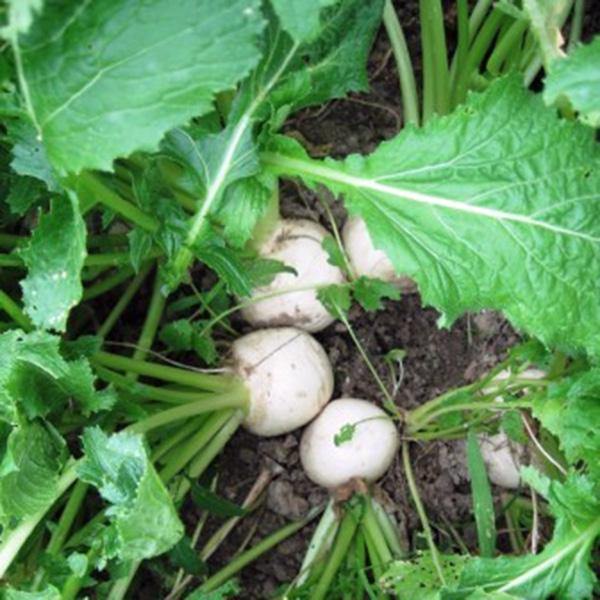 Green Turnip Vegetable Seeds for Planting – Heirloom & Non-GMO Seeds for Quick-Growing Greens and Roots