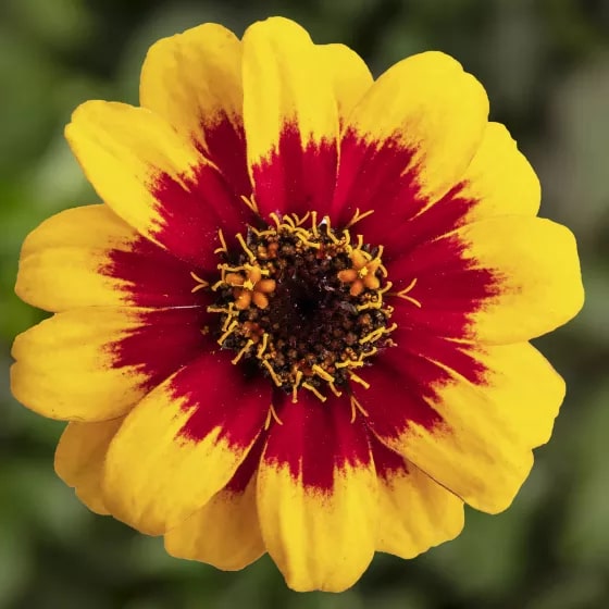 Yellow Red Zinnia Flower Seeds for Planting – Heirloom Non-GMO, High Germination Organic Garden Seeds