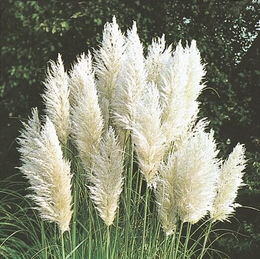 Pampas Plume White Feather Ornamental Grass Seeds for Planting – Heirloom, Non-GMO, High Germination Organic Garden Seeds