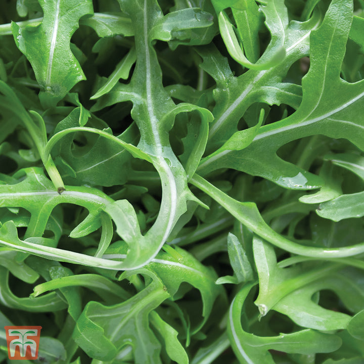 Wild Rocket Selvatica Herb Seeds – Heirloom, Non-GMO Seeds for Reliable Garden Yield Planting