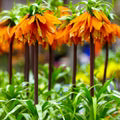 Fritillaria Imperialis Orange Flower Seeds for Planting – Heirloom, Non-GMO Easy-to-Grow Organic Garden Seeds