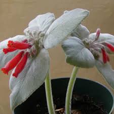 Red Sinningia Leucotricha Flower Seeds for Planting | Heirloom Non-GMO Organic Garden Seeds | Low Maintenance, 100pcs