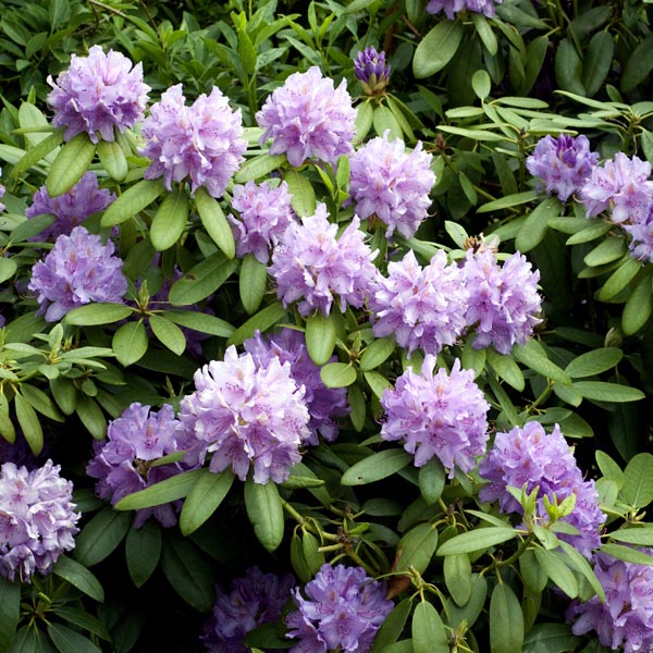 Catawba Rhododendron Flower Seeds for Planting - Low Maintenance, Heirloom & GMO Free Seeds for Home Garden