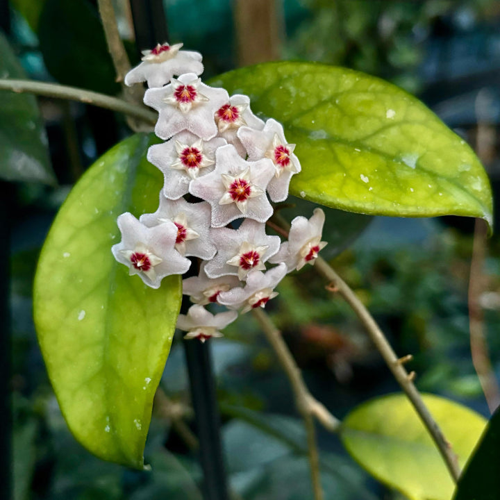 Flat White Red Hoya Flower Seeds for Planting – Heirloom, Non-GMO, High Germination Organic Garden Seeds