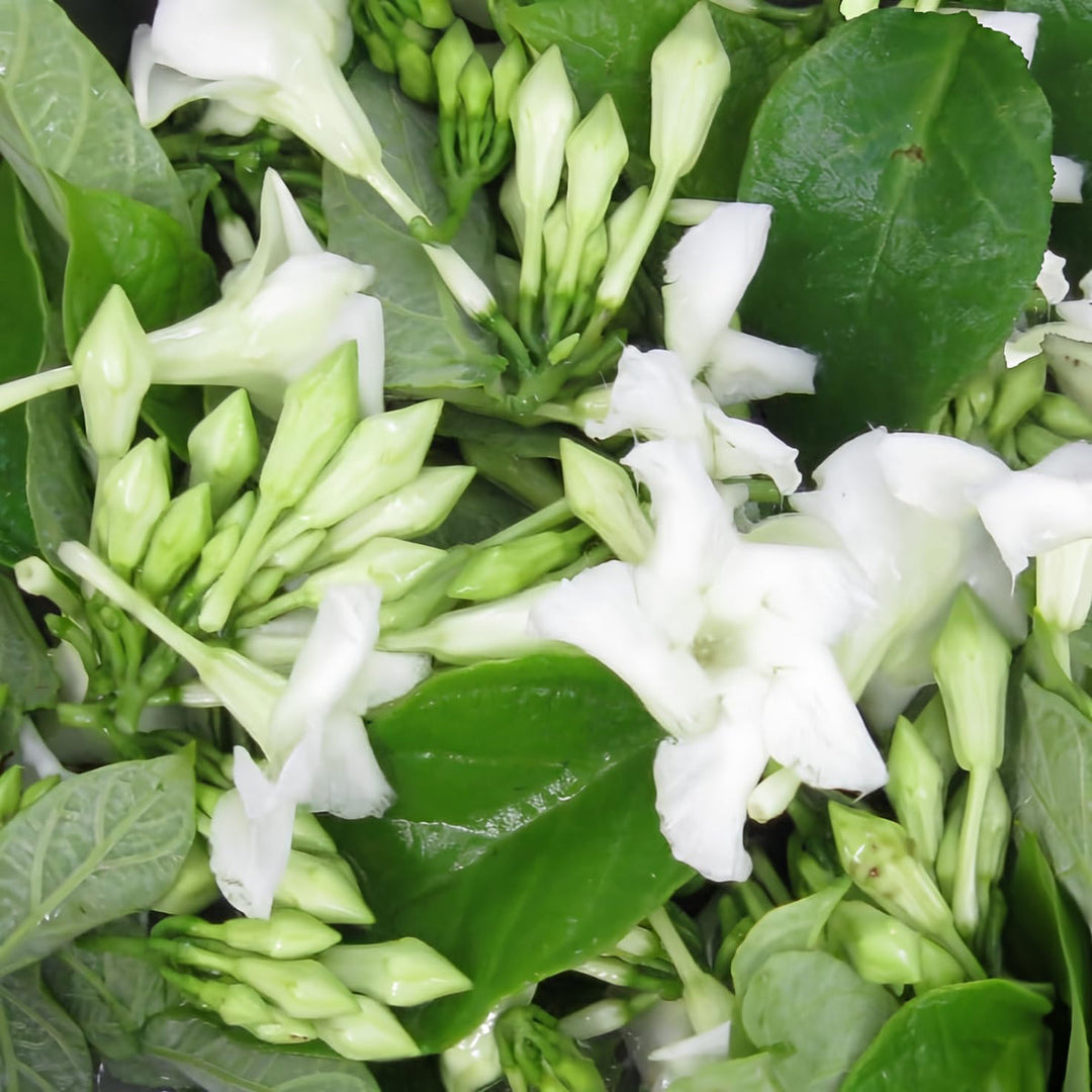 Flower Seeds, Seeds,Seeds For Planting,Plant Seeds