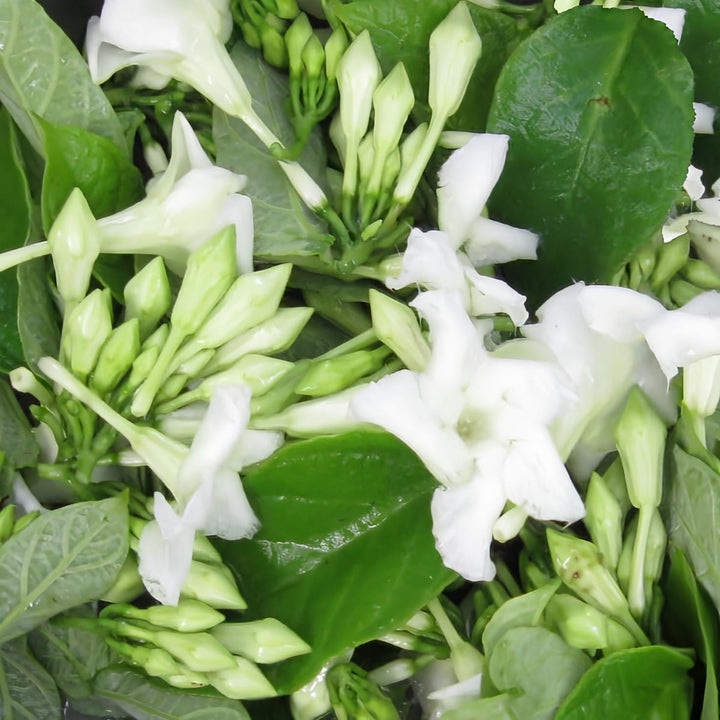 Flower Seeds, Seeds,Seeds For Planting,Plant Seeds