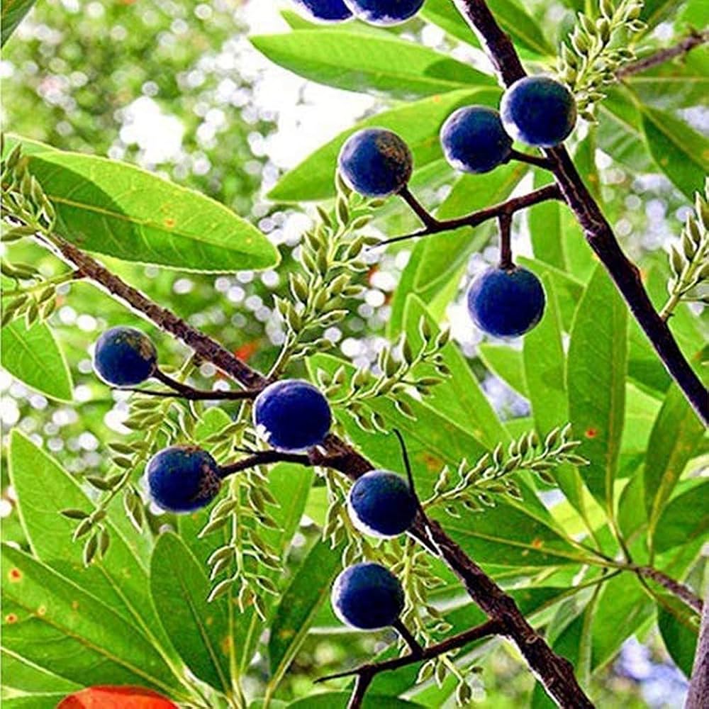 Fruit Seeds,Garden seeds, Seeds For Planting,Plant Seeds