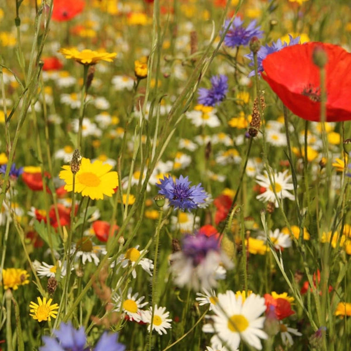 Meadow Flower Seeds for Planting – Vibrant Wildflower Mix for Gardens & Landscaping