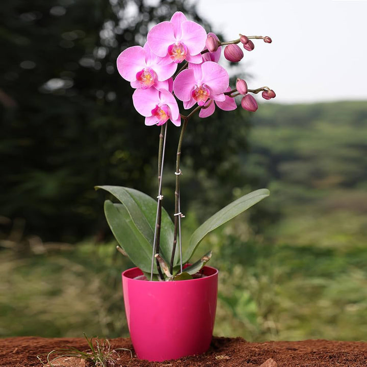Pink Phalaenopsis Orchid Flower Seeds for Planting – Fragrant Blossoms, Heirloom & Non-GMO Home Garden