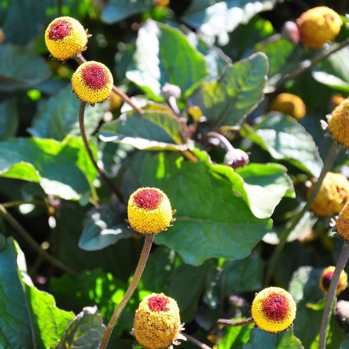 Flower Seeds, Seeds,Seeds For Planting,Plant Seeds