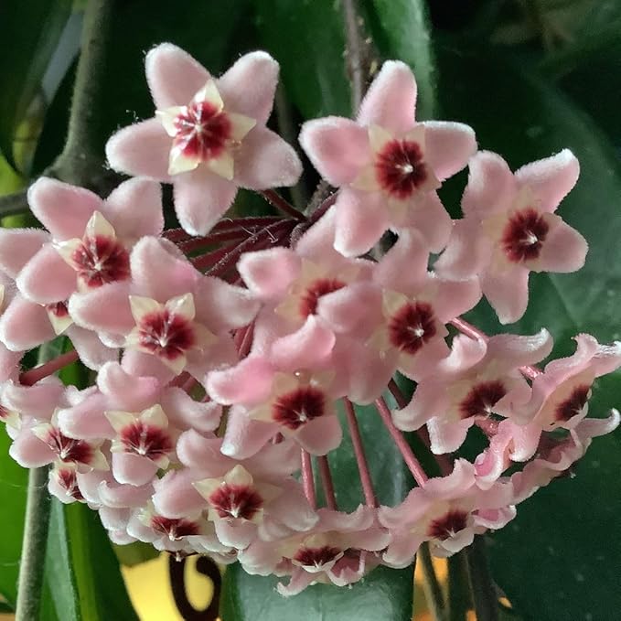 Hoya Flower Seeds for Planting – Heirloom, Non-GMO, High Germination Low Maintenance Garden Seeds
