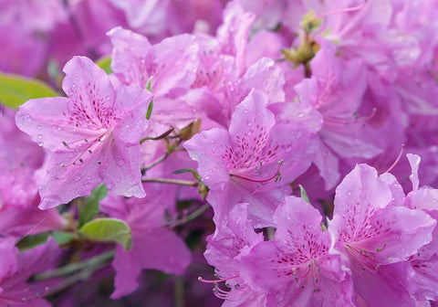 Flower Seeds, Seeds,Seeds For Planting,Plant Seeds