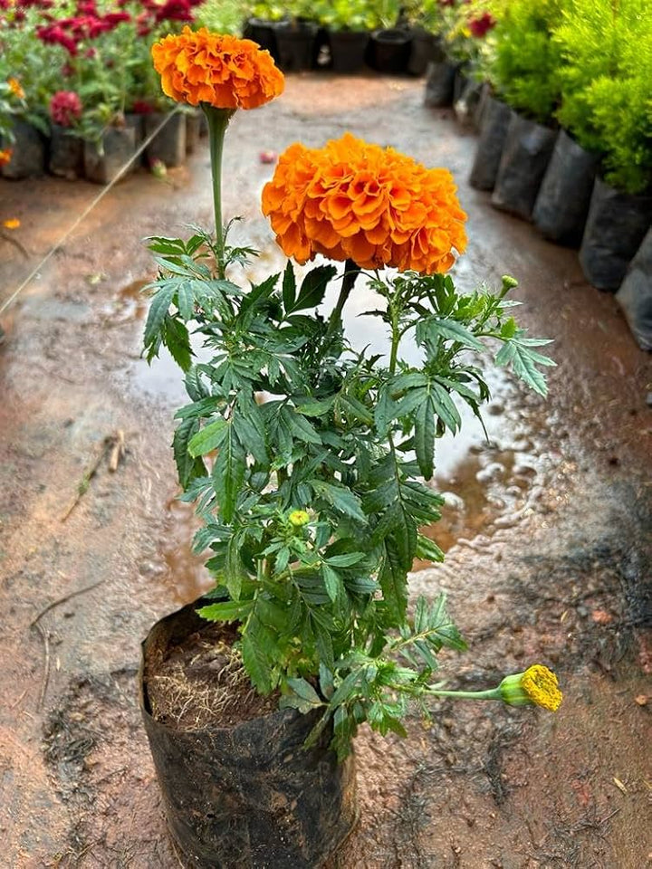 Orange Marigold Flower Seeds for Planting – Heirloom Non-GMO, High Germination Organic Garden Seeds
