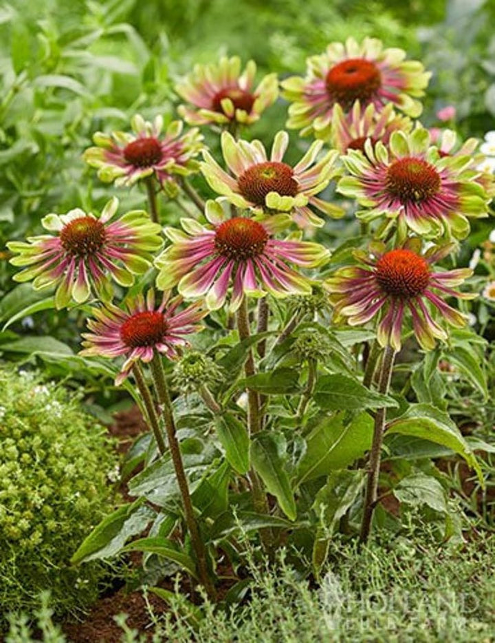 Flower Seeds, Seeds,Seeds For Planting,Plant Seeds
