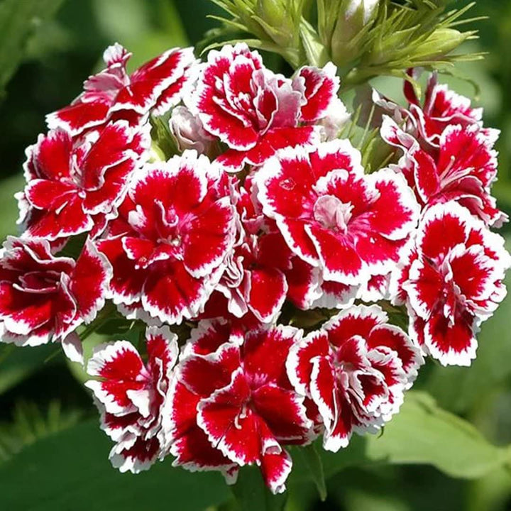 Rose Mix Dianthus Flower Seeds for Planting – Drought Tolerant, Heirloom & Non-GMO Seeds for Home Garden