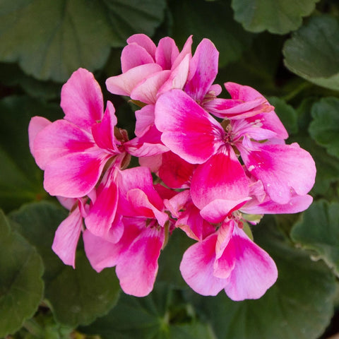 Flower Seeds, Seeds,Seeds For Planting,Plant Seeds
