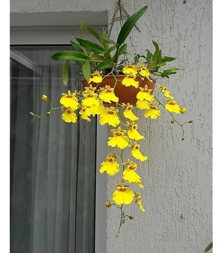 Non-GMO Yellow Monkey Face Orchid Flower Seeds for Planting – Heirloom, High Germination Organic Garden Seeds