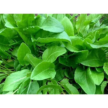 French Sorrel Herb Seeds for Planting – Heirloom, Non-GMO, Organic Garden Seeds with High Germination