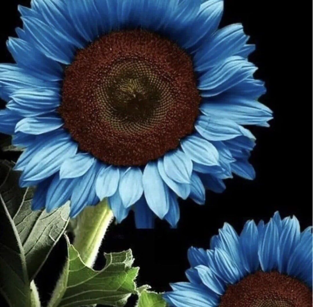 Ocean Blue Sunflower Flower Seeds for Planting – Heirloom, Non-GMO, High Germination Garden Seeds