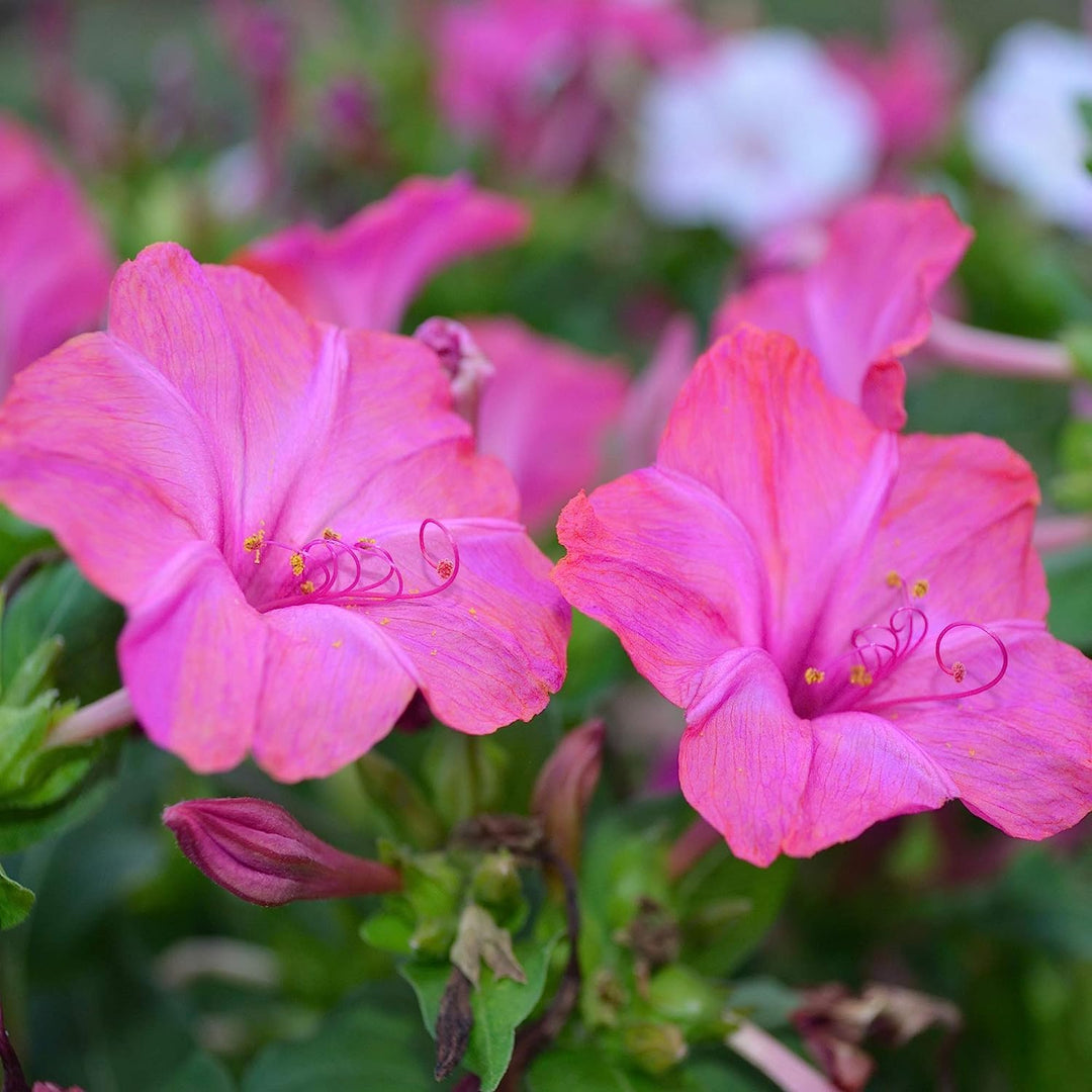 Pink Mirabilis Flower Seeds for Planting – Heirloom, Non-GMO, Hardy High Germination Variety