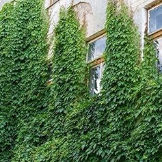 Fruit Seeds,Garden seeds, Seeds For Planting,Plant Seeds