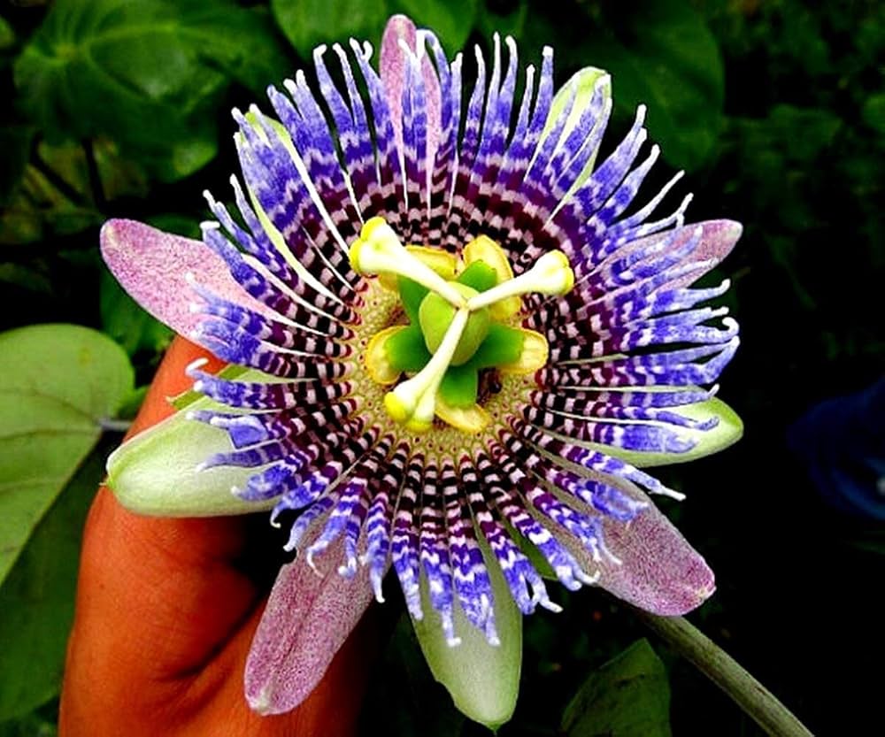 Passion Flower Seeds for Planting Mixed Colors – Heirloom, Non-GMO, High Germination Organic Garden Seeds