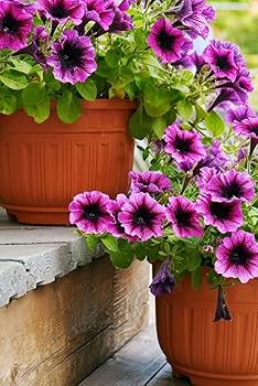 Pink Violet Hanging Petunia Flower Seeds for Planting – Heirloom, Non-GMO, High Germination Organic Garden Seeds