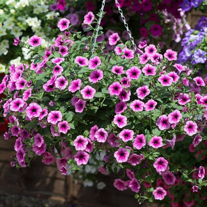 Pink Violet Hanging Petunia Flower Seeds for Planting – Heirloom, Non-GMO, High Germination Organic Garden Seeds