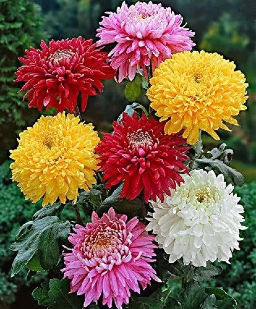 Mixed Colors Chrysanthemum Flower Seeds for Planting – Heirloom Non-GMO, High Germination Organic Garden Seeds