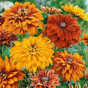 Flower Seeds, Seeds,Seeds For Planting,Plant Seeds