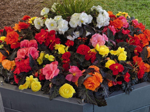 Flower Seeds, Seeds,Seeds For Planting,Plant Seeds