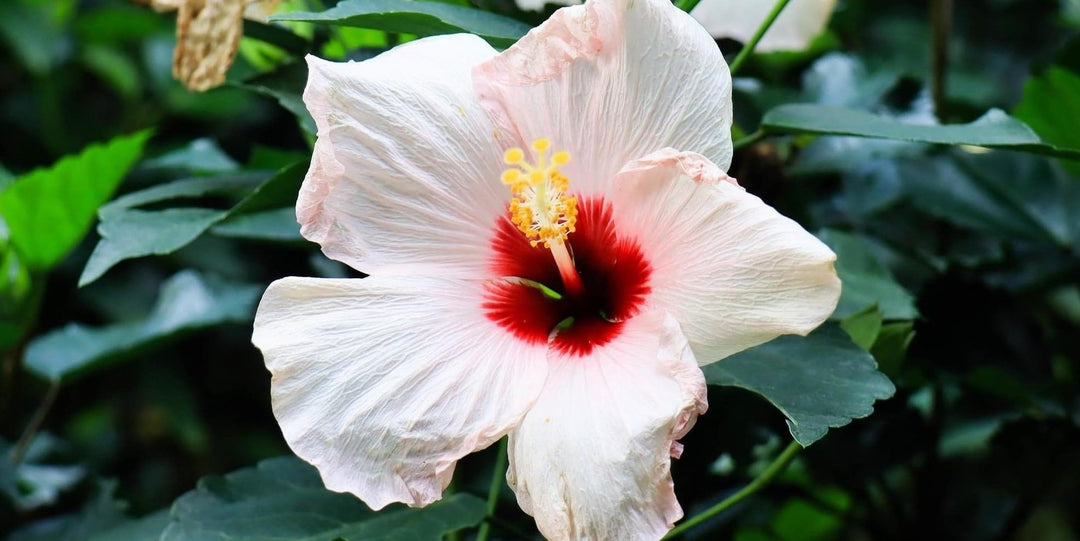 White Red Hibiscus Flower Seeds – Compact Growth, Heirloom & Non-GMO Seeds for Home Garden