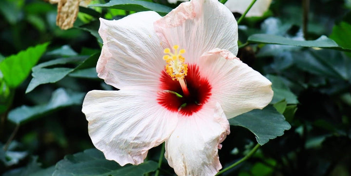 White Red Hibiscus Flower Seeds – Compact Growth, Heirloom & Non-GMO Seeds for Home Garden