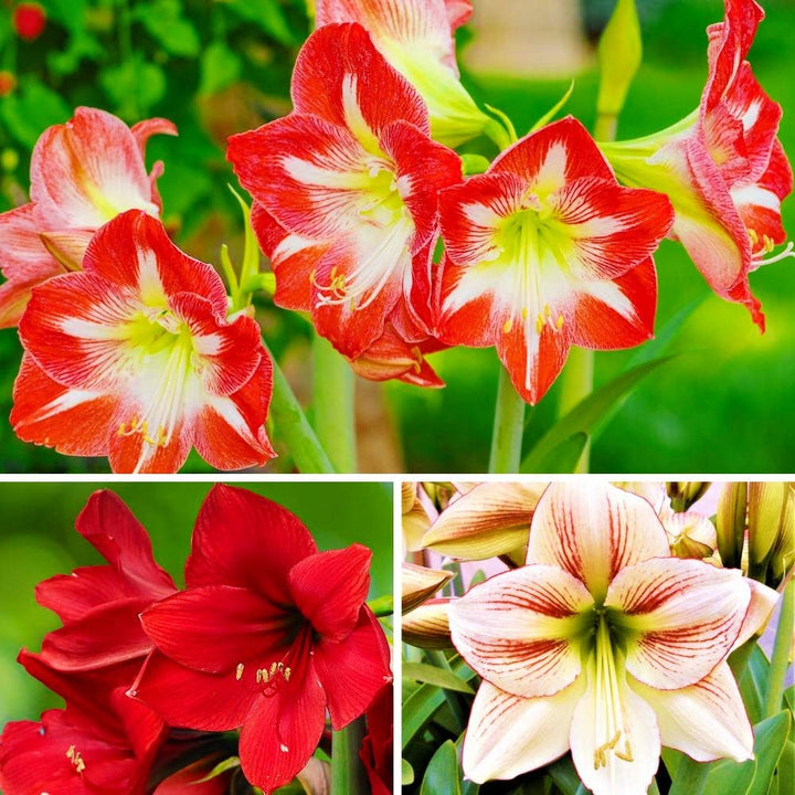 Flower Seeds, Seeds,Seeds For Planting,Plant Seeds